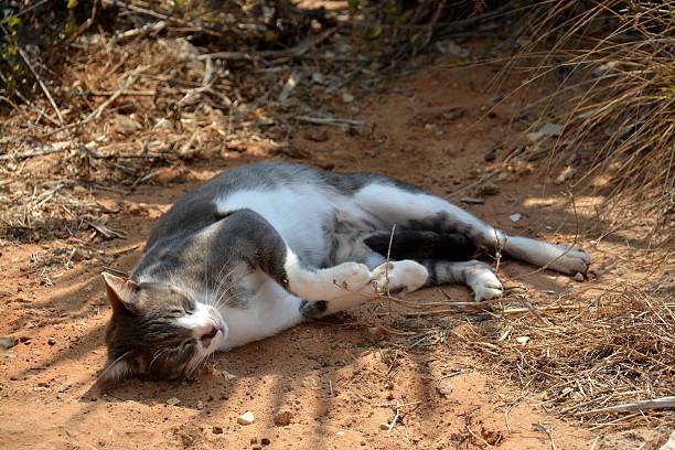 istock Female cat on the ground 530435531