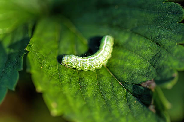 grandes sobre uma folha verde de lagarta - inchworm imagens e fotografias de stock