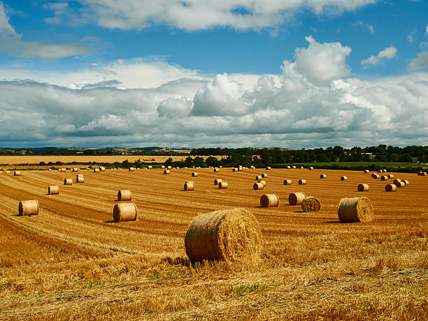 istock Reaped straw field and rows of straw 530436331