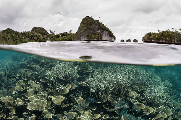 istock Delicate Corals in Shallow Water 530436431
