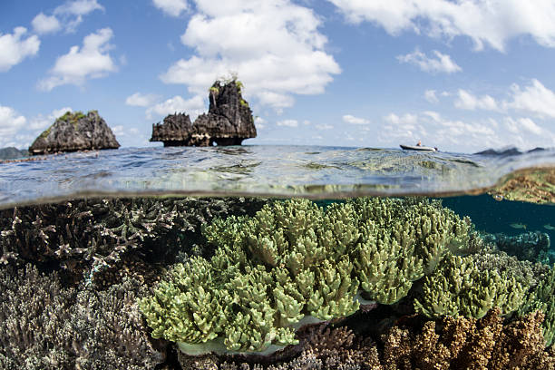 istock Shallow Reef and Islands 530436435