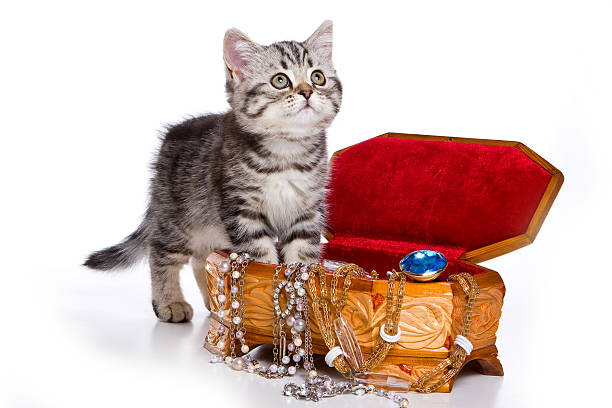Grey tabby kitten British cat, beads and box Grey tabby kitten British cat, beads and box (isolated on white) dapple gray horse standing silver stock pictures, royalty-free photos & images
