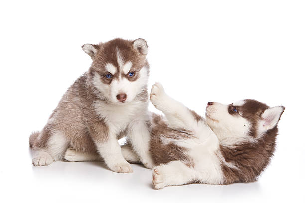 istock Several puppies husky dog with blue eyes (isolated on white) 530436614