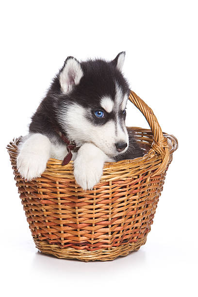 istock Fluffy Puppy Husky dog with blue eyes in a basket 530438024