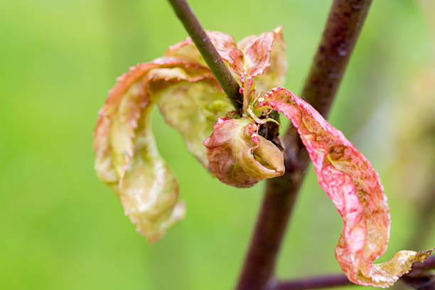 Damaged leaf peach almond Taphrina deformans disease cloque