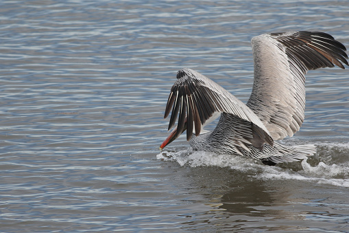 This pelican  is splashing down on the water's surface after ending his flight. The upraised wings help him to soften the landing just as flaps slow down the descent of a plane