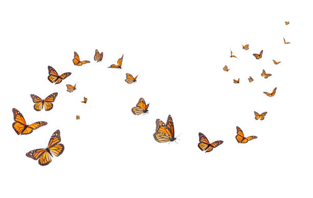 Monarch Butterflies Isolated on White A whimsical arrangement of monarch butterflies in varies positions of flight.  Basking, standing and flying positions represented. medium group of animals stock pictures, royalty-free photos & images