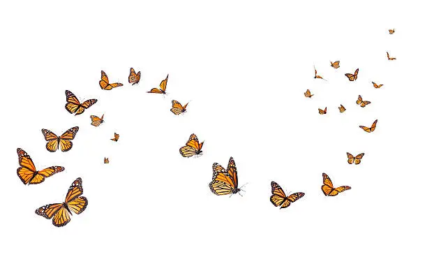 A whimsical arrangement of monarch butterflies in varies positions of flight.  Basking, standing and flying positions represented.