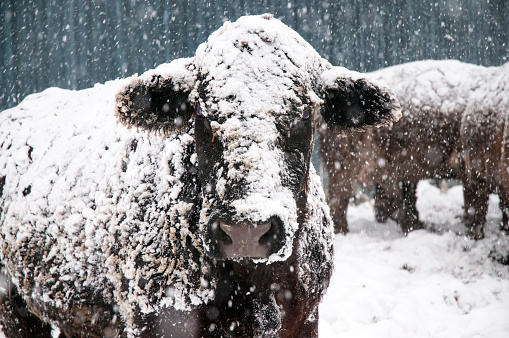 Photograph of a snow covered cow standing in a snow storm