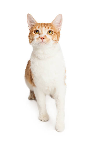 istock Domestic Shorthair Cat Looking Up 530438371