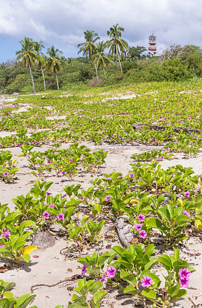istock Pink Flowers on Playa Guiones 530438435