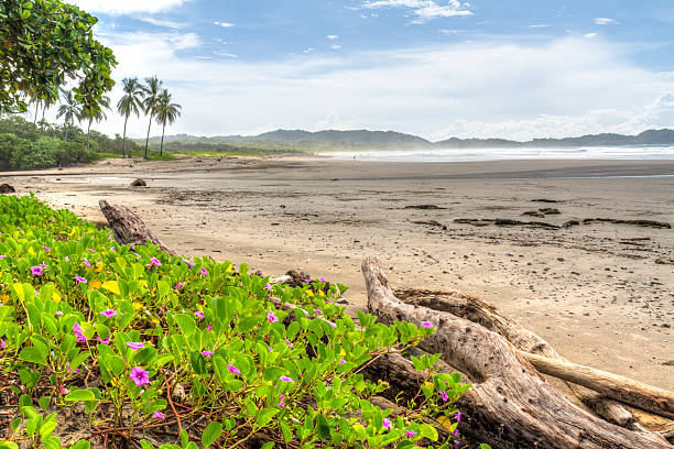 Driftwood and flowery vegetation on a misty morning at Playa Guiones in Nosara, Costa Rica.