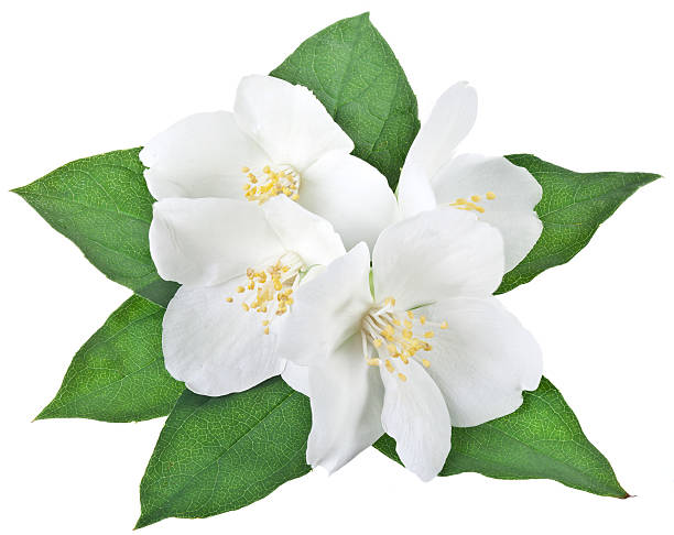 istock Blooming jasmine flower with leaves. 530438621