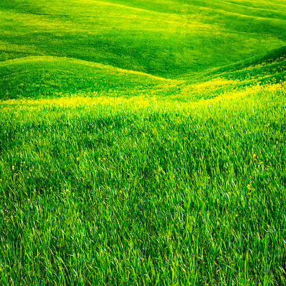 Rolling landscape in Tuscany: green field with bright yellow flowers.