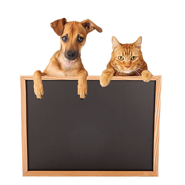 istock Dog and Cat Over Blank Sign 530439627