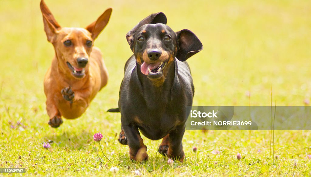 Miniature Smooth Haired Dachshunds Two Miniature Smooth Haired Dachshunds racing along through an open field of grass. Dachshund Stock Photo
