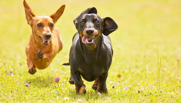 Two Miniature Smooth Haired Dachshunds racing along through an open field of grass.