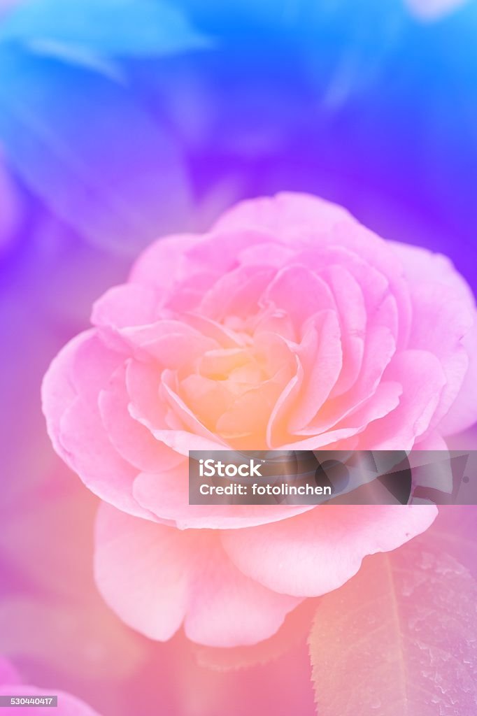 Abstrakte rose - Lizenzfrei Bildschärfe Stock-Foto