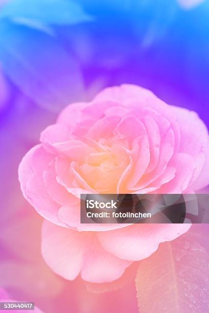 Abstrakte Rose Stockfoto und mehr Bilder von Bildschärfe - Bildschärfe, Blau, Blütenblatt