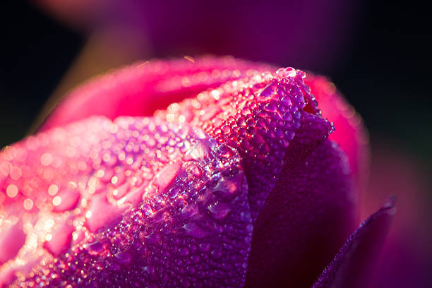 Pink rose after rain