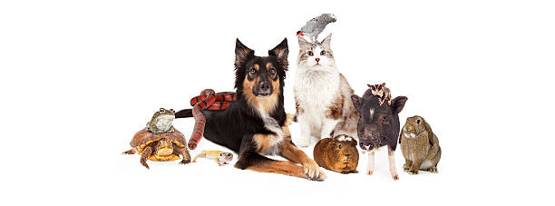 istock Domestic Pet Group Sized fo Social Media 530440537