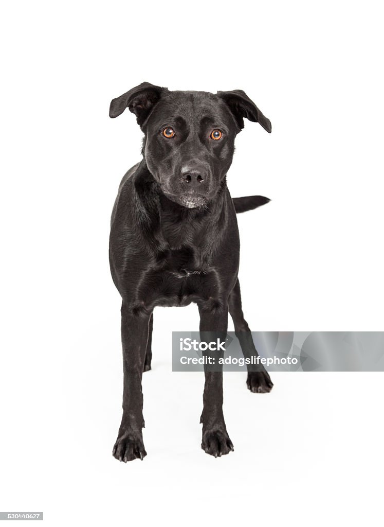 Black Labrador Cross Standing A beautiful Labrador Retriever Mixed Breed Dog stands facing forward looking into the camera. Animal Stock Photo