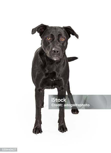 Black Labrador Cross Standing Stock Photo - Download Image Now - Animal, Canine - Animal, Cut Out