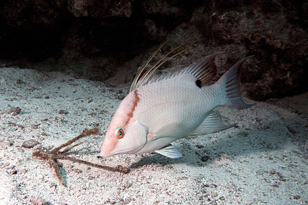 hogfish - macaca - fotografias e filmes do acervo