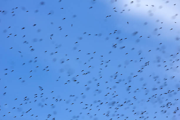 swarm of mosquitos - midge stock-fotos und bilder