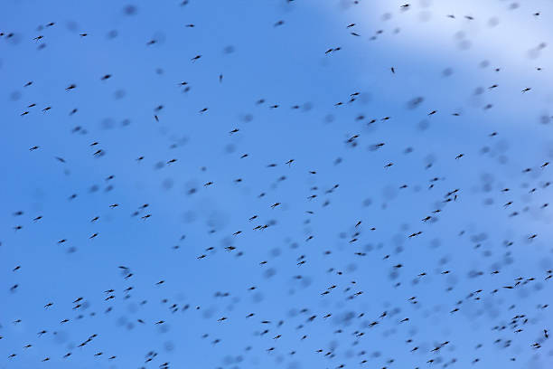 Swarm of Mosquitos Swarm of Mosquitos midge fly stock pictures, royalty-free photos & images