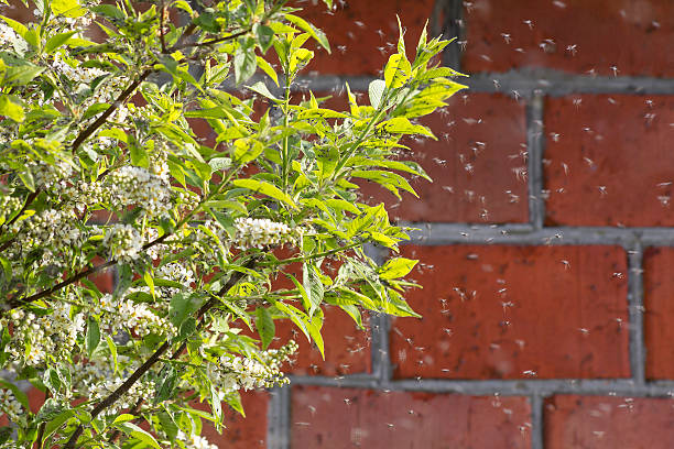 mosquitos - midge imagens e fotografias de stock