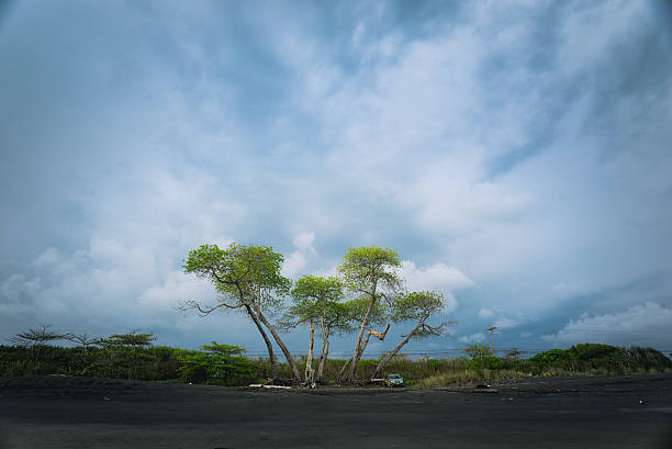 Lonely Trees stock photo