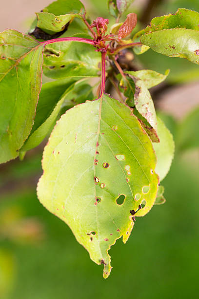 istock Unhealthy garden swift foliage 530441614