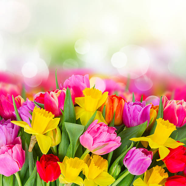 istock bouquet of   tulips and daffodils 530441908