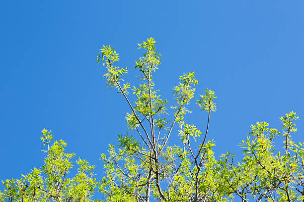 istock Green ash tree in spring with new leaves blue sky 530442252