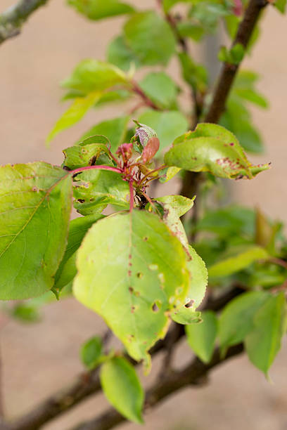 istock Unhealthy garden swift foliage 530442338
