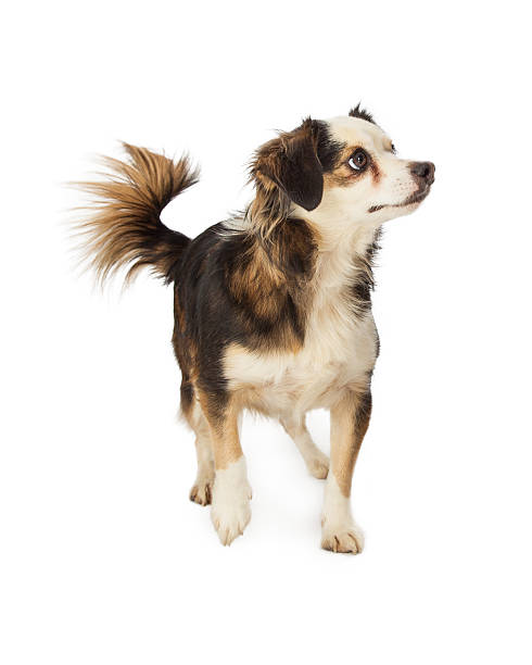 istock Chihuahua Terrier Cross Walking Looking Up 530443153