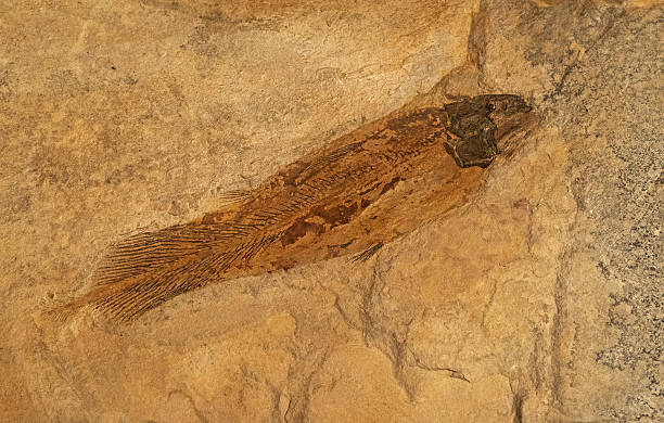 istock Fossils of ancient fish in the rock 530443171