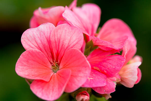 istock Closeup pink flower 530443189