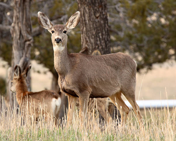 istock Female Mule Deer Portrait 530444693