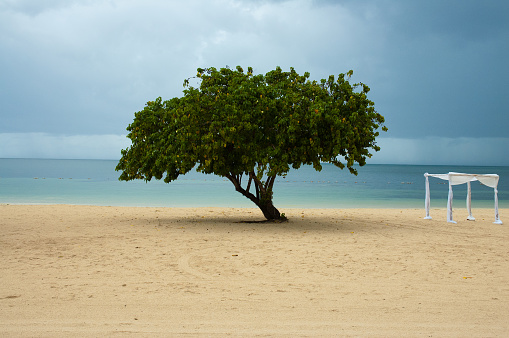 lonely tree near the beach