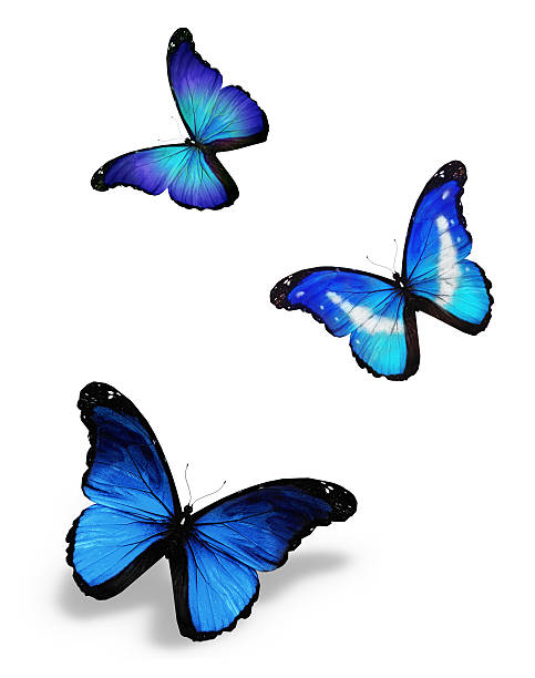 istock Three blue butterflies, isolated on white 530446025