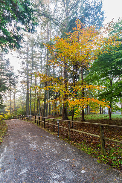 istock Autumn forest trees, nature green wood. 530446159