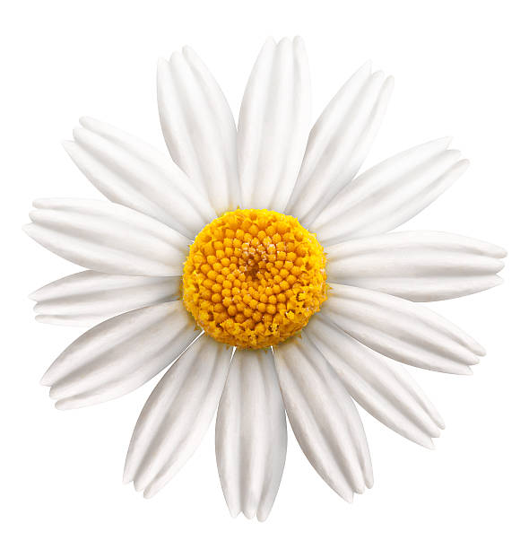 istock Beautiful camomile on white background. 530447791