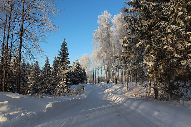 istock Beautiful snowy forest cold winter in December 530448123