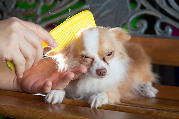 istock Brush with Chihuahua dog 530448211