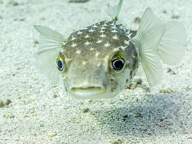 Verblüfft Porcupine Fisch – Foto