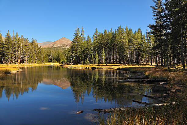 istock Small picturesque grove on Pacific coast 530449547