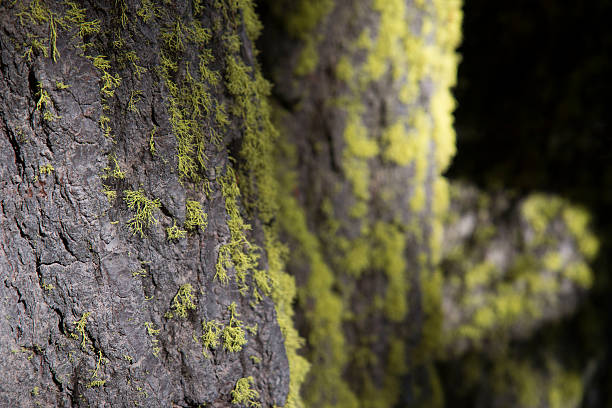 istock Close-up of moss on tree 530449925