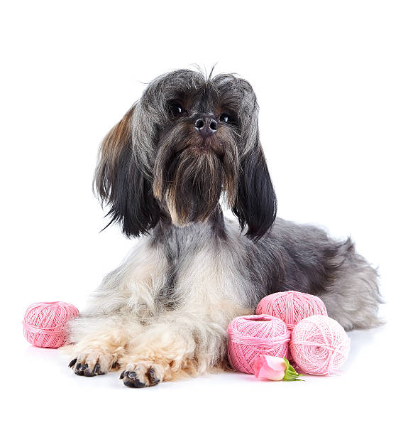 istock Decorative doggie with balls of threads. 530450713